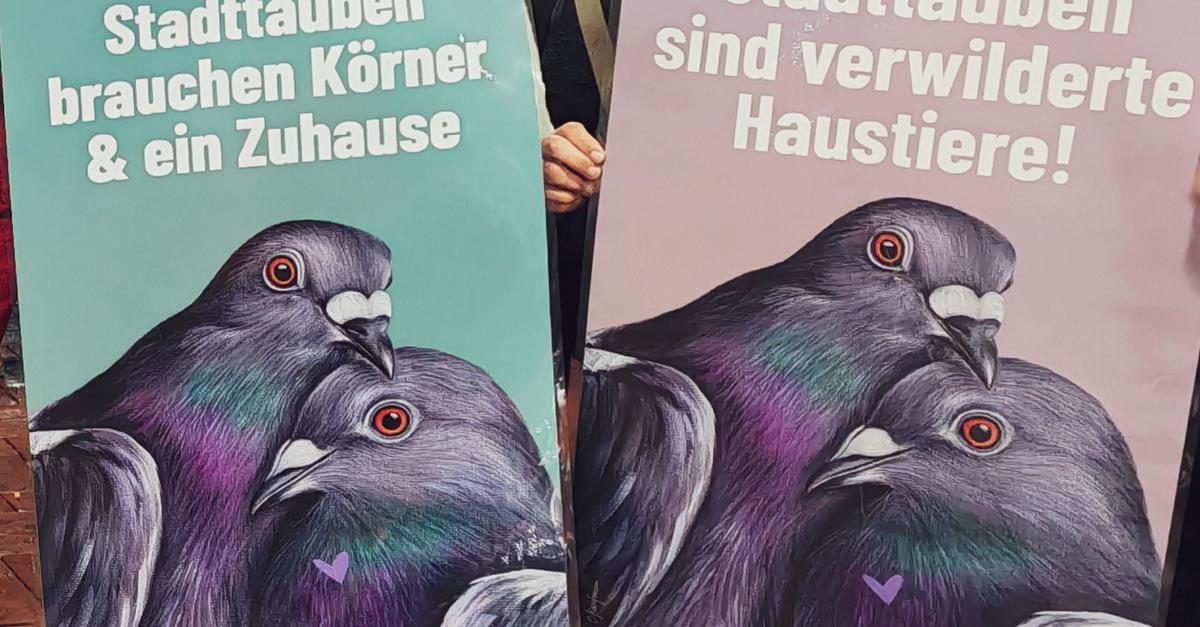 TaubenTöten in Limburg Entscheidung bricht Vögeln Genick